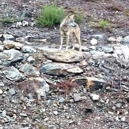 ホテル Tierra De Lobos