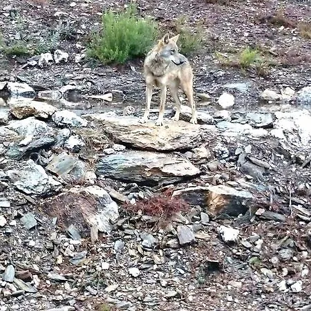 호텔 Tierra De Lobos 3*