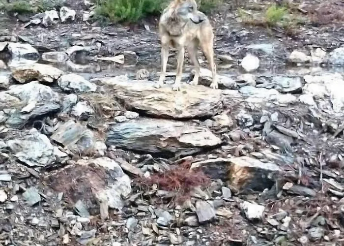 호텔 Tierra De Lobos